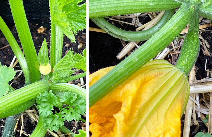 Fleur de courgette femelle