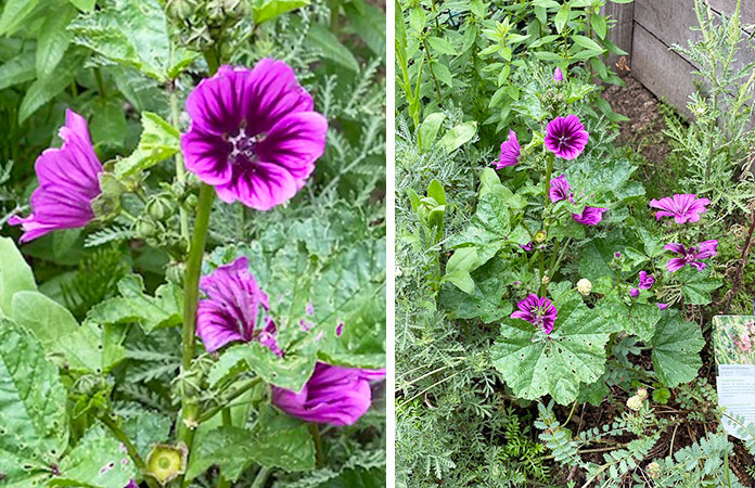 Fleurs comestibles | Du jardin à l'assiette zoom sur 20 fleurs