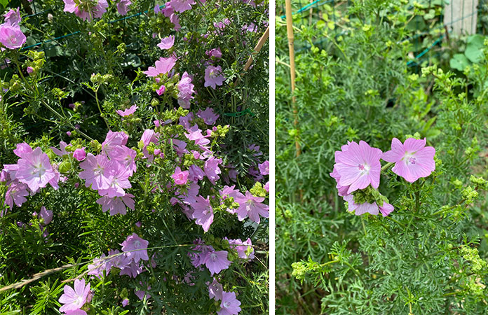 Fleurs comestibles | Du jardin à l'assiette zoom sur 20 fleurs