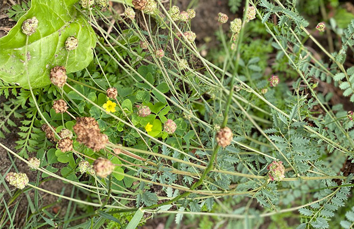 pimprenelle fleur