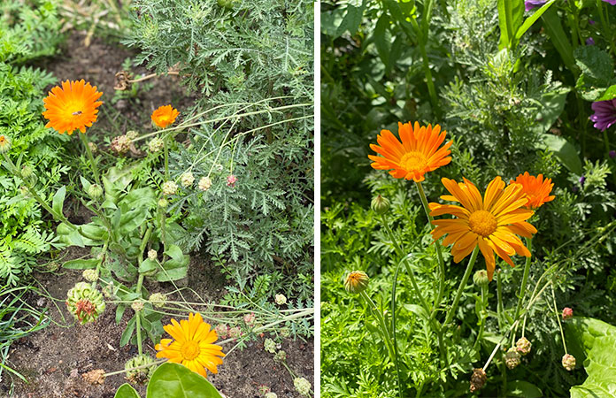 Souci ou calendula fleur comestible