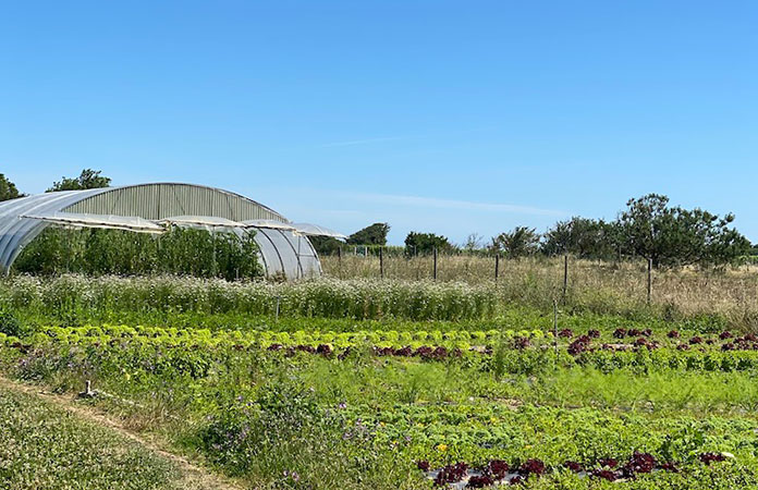 Tomate île de Ré