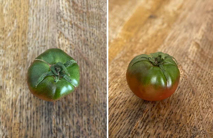 Tomate Black Tula