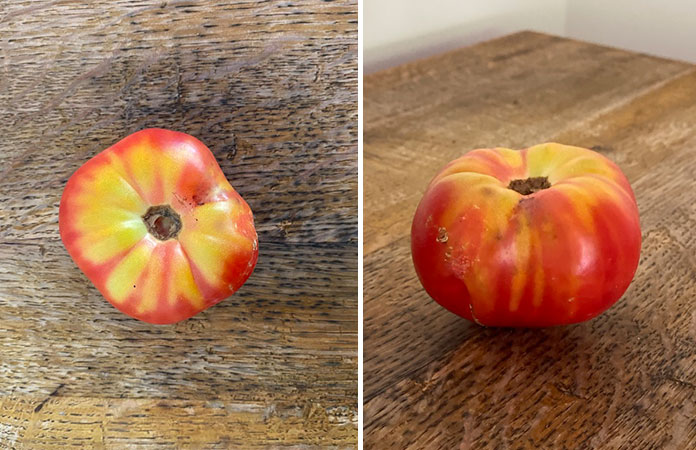 Tigrella tomate