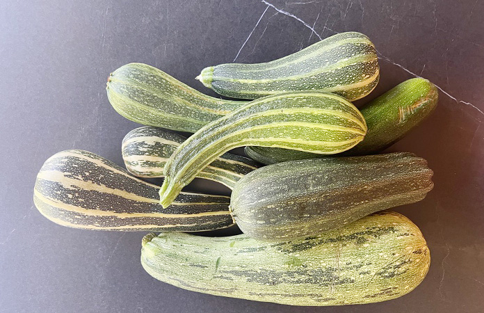 Courgette courbée récoltée au jardin