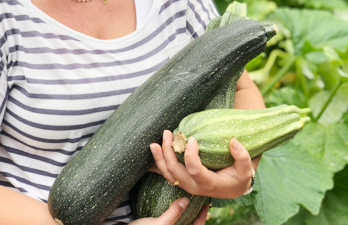 Courgettes du jardin à préparer pour la congélation