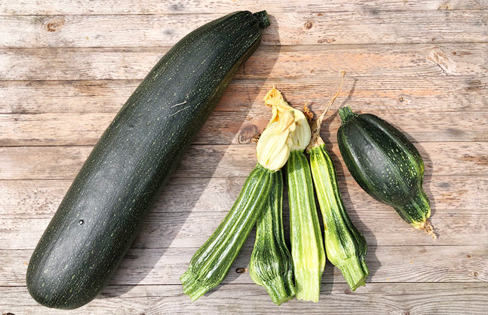 Courgettes fraîches récoltées au potager