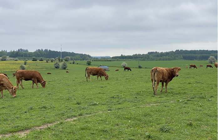 balade à Fays-les-veneurs