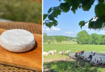 Pâte molle croûte fleurie