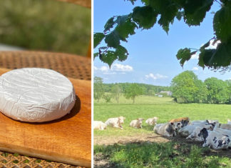 Pâte molle croûte fleurie