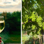 le chasselas | Cépage blanc