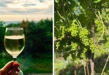 le chasselas | Cépage blanc