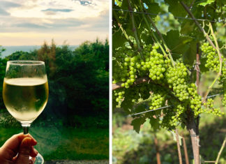 le chasselas | Cépage blanc