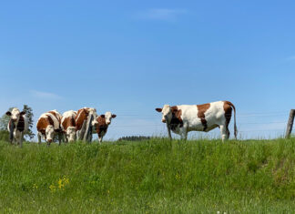 La viande de bœuf