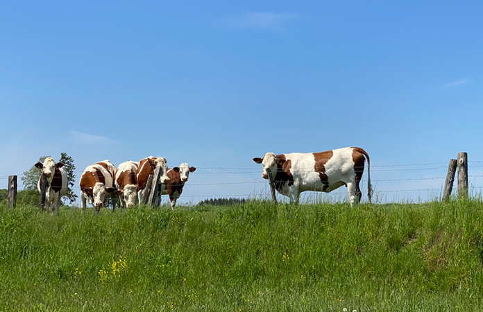 La viande de bœuf