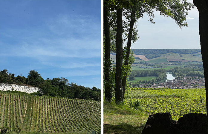 Champagne tour des vignes en tuk tuk 