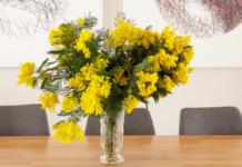 comment conserver le mimosa