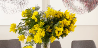 comment conserver le mimosa