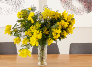 comment conserver le mimosa