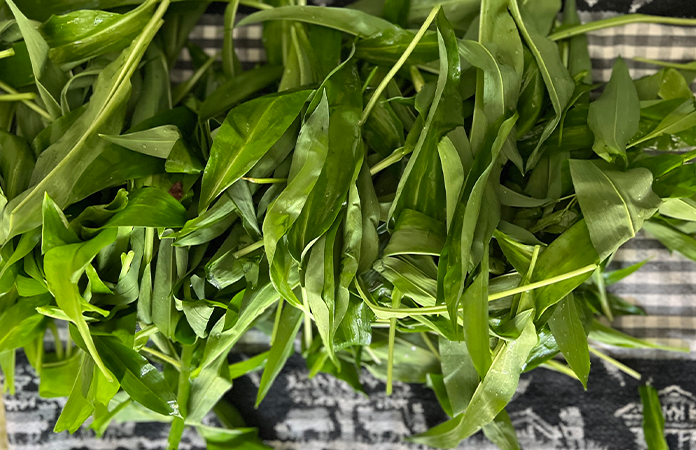 Comment savoir si les herbes sont sèches ?