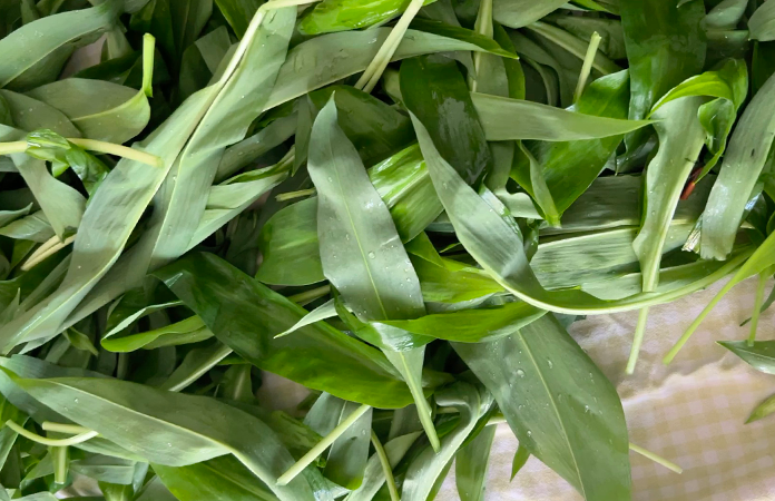 Comment savoir si les herbes sont sèches ?