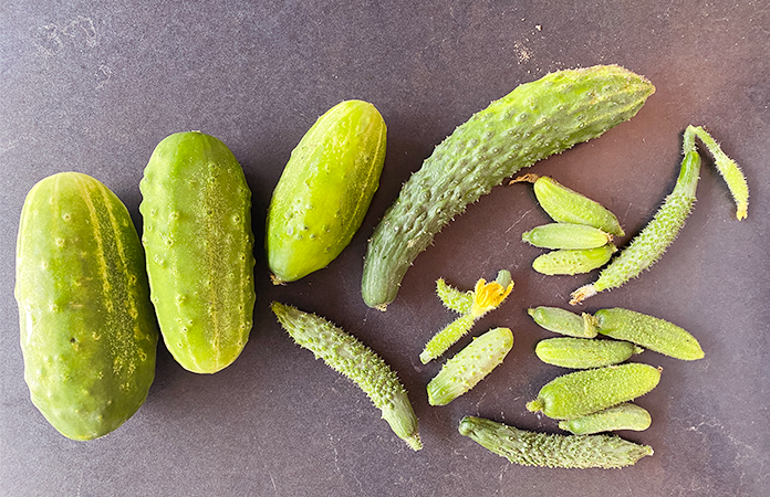 conserve de cornichons