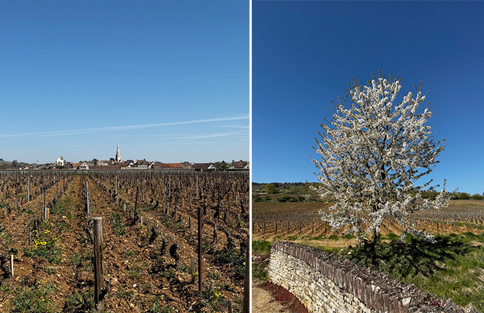 Un pique-nique dans les vignes inoubliable Beaune bourgogne