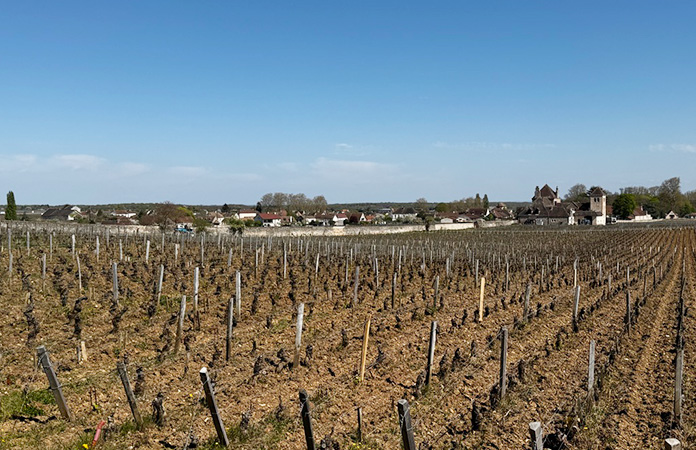 Beaune Bougonne