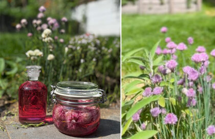 Vinaigre aux fleurs de ciboulette