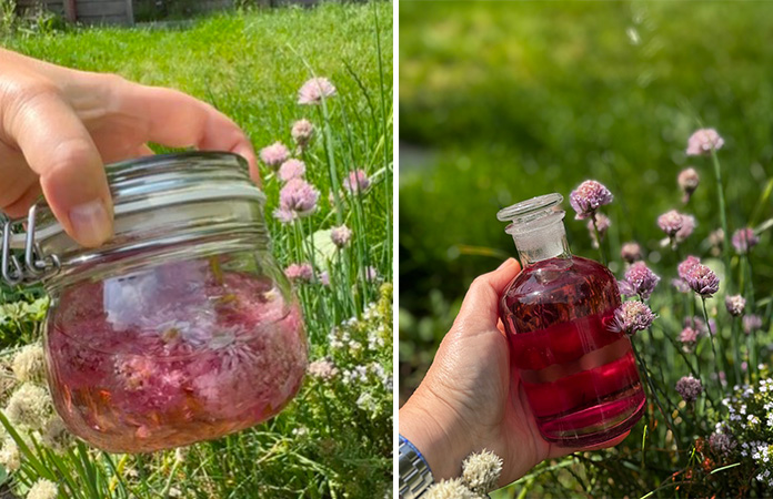 macération vinaigre aux fleurs de ciboulette