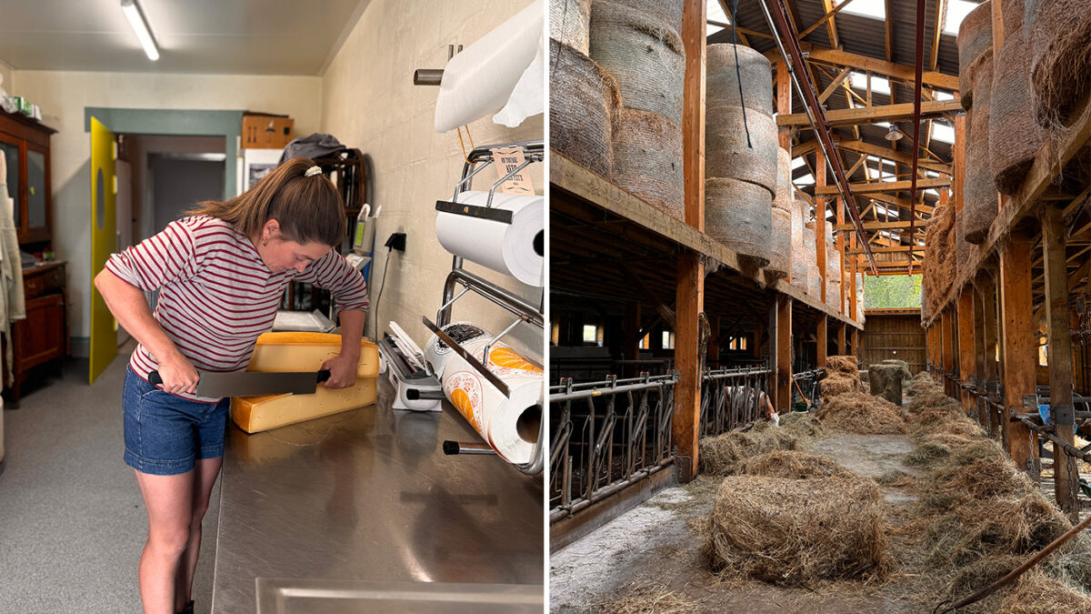 Visite de la ferme au Vivier et des fromages de chez nous