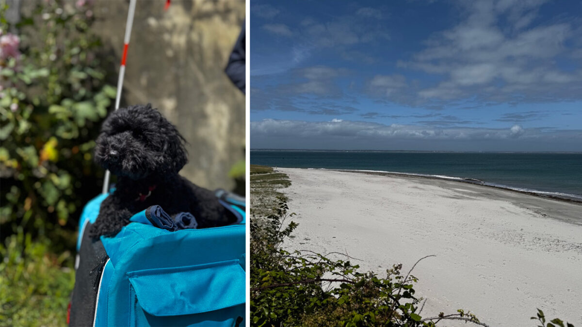 chien plage ile de groix
